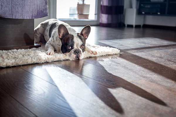 cucciolo di cane scivola sul pavimento