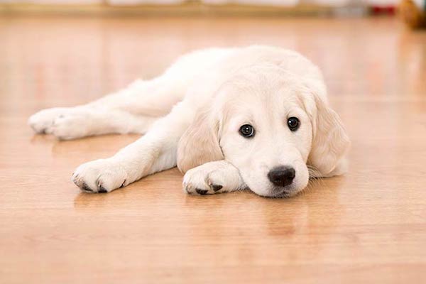 cucciolo di cane scivola sul pavimento