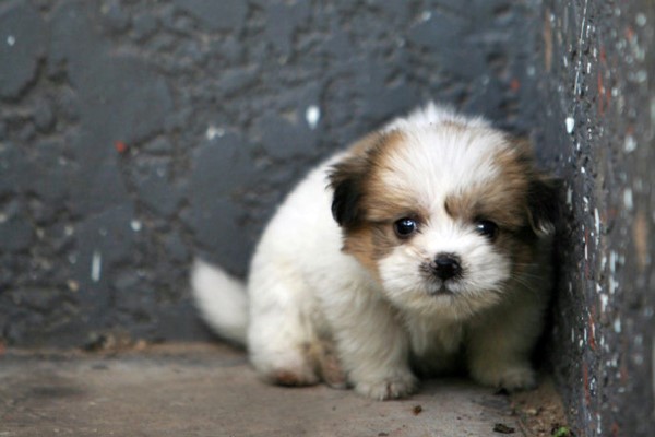 cucciolo di cane di pochissimi mesi