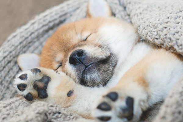 cucciolo di cane che dorme