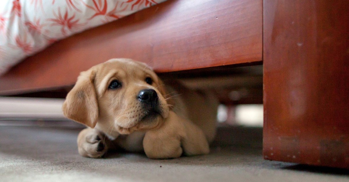 Cucciolo di cane si spaventa del vento, ecco come tranquillizzarlo