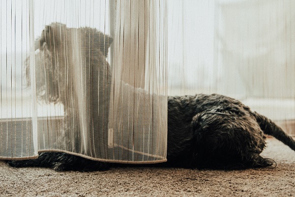 cane davanti a una finestra