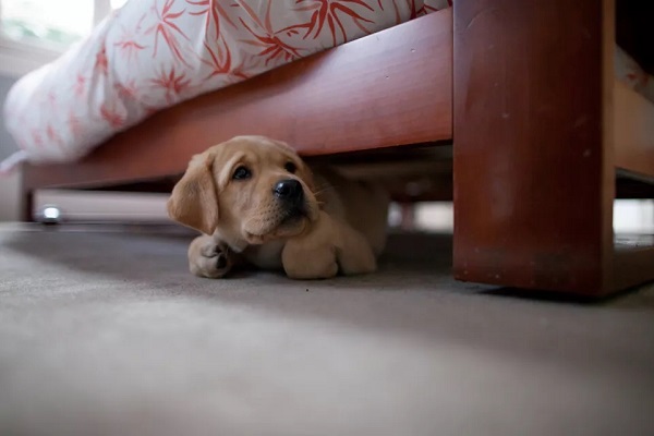 cagnolino sotto al letto