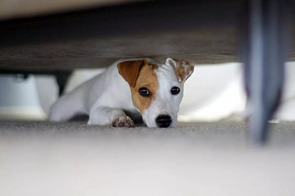 cucciolo sotto il letto