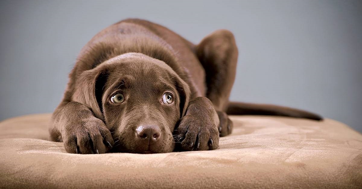 Cucciolo di cane si spaventa delle tende: come lo rassicuriamo?