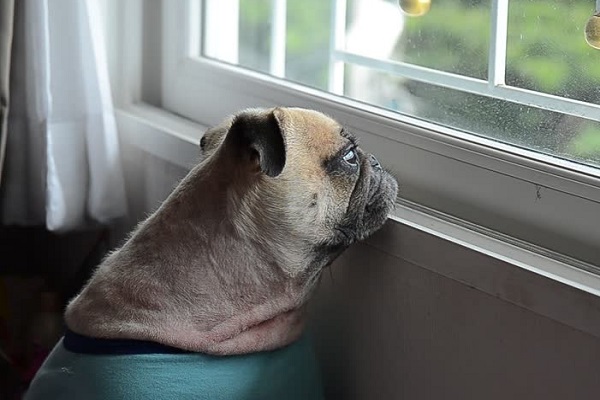 cane con pettorina verde guarda fuori dalla finestra