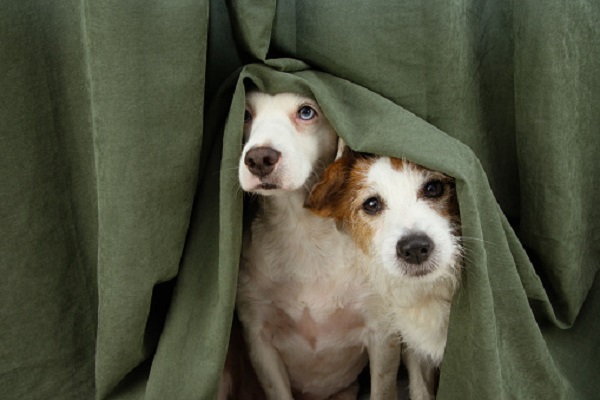 due cani si nascondono dietro una tenda