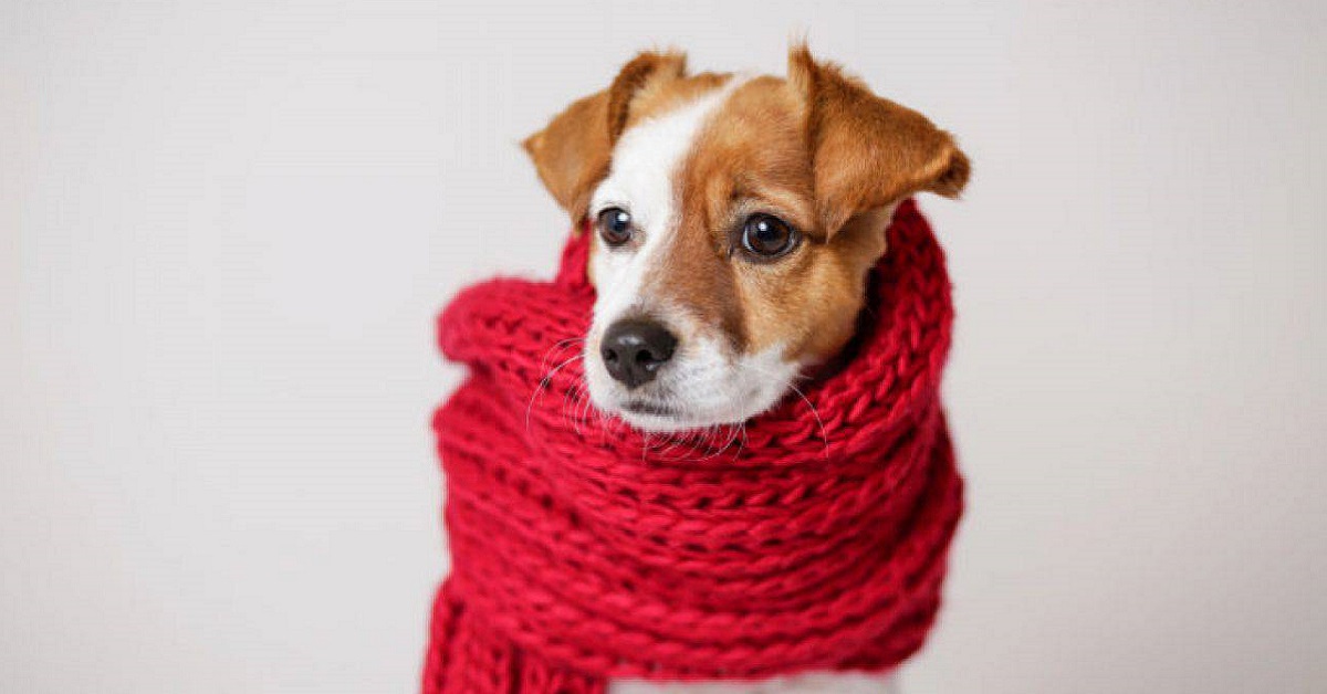 Cucciolo di cane tossisce sempre: quali possono essere le ragioni e cosa fare