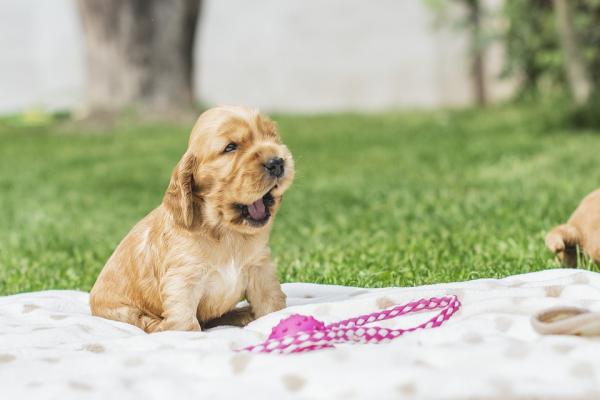 cucciolo di cocker con la tosse