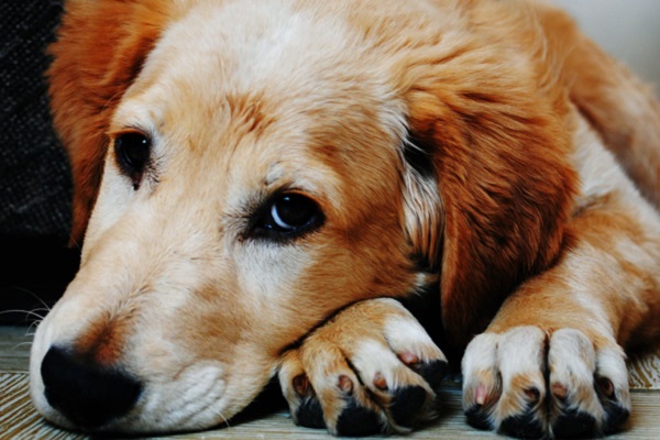 cane accucciato