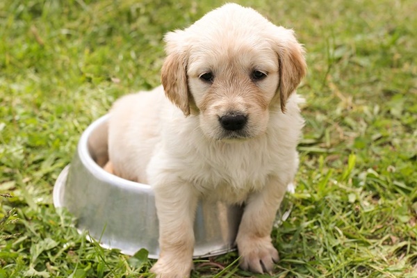 cucciolo di labrador nella ciotola