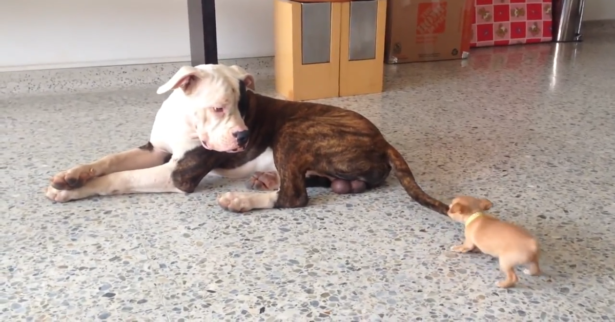 Cucciolo di chihuahua gioca con bulldog inglese (VIDEO)