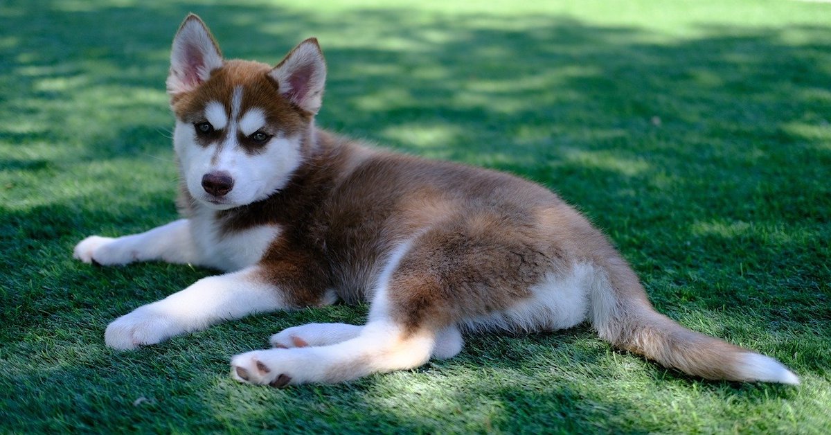 Cucciolo di Siberian Husky accaldato: i metodi per farlo stare meglio