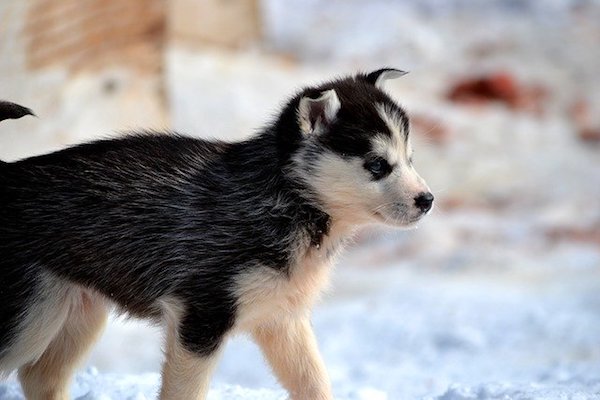 cucciolo di siberian husky vuole neve