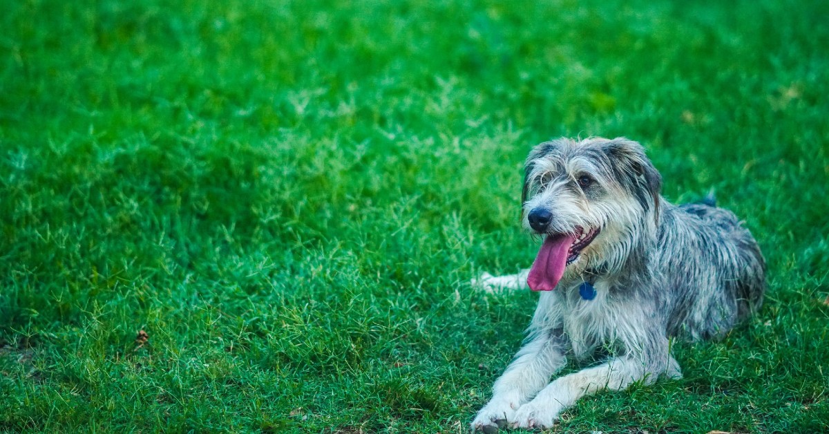 cani possono mangiare l'erba gatta