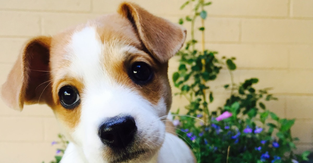 cucciolo di cane lasciato solo