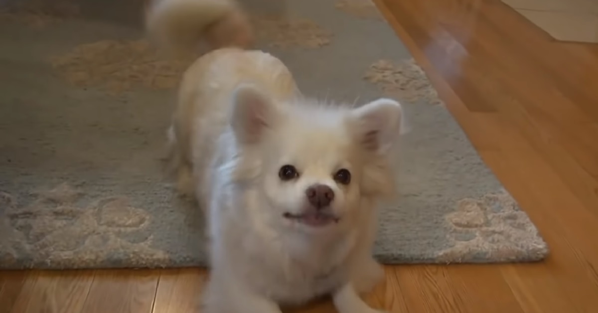 Debby, la cagnolina abbandonata nel momento del trasloco (VIDEO)