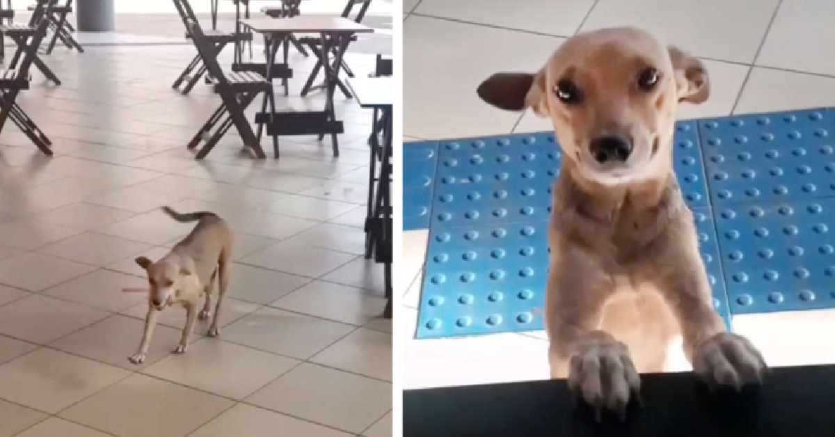 Deneres, la cagnolina cliente abituale di un bar (VIDEO)
