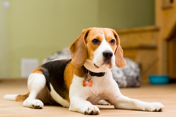 beagle che vive in casa