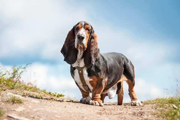 basset hound di tre colori