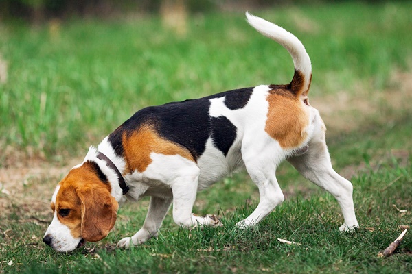 beagle che segue le tracce di una preda