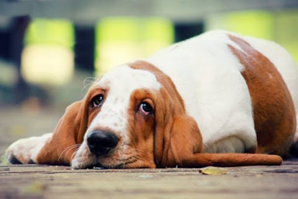 cane con lo sguardo triste