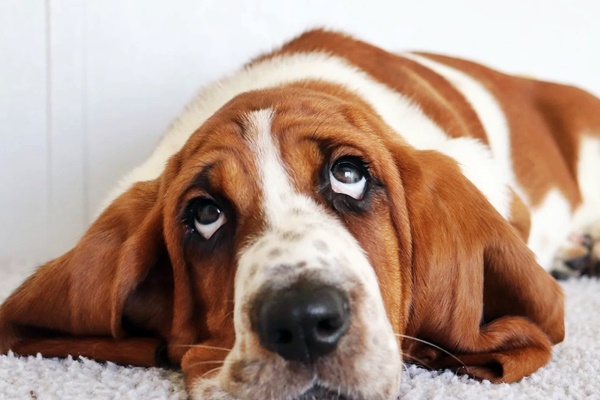 cane con lo sguardo sconsolato