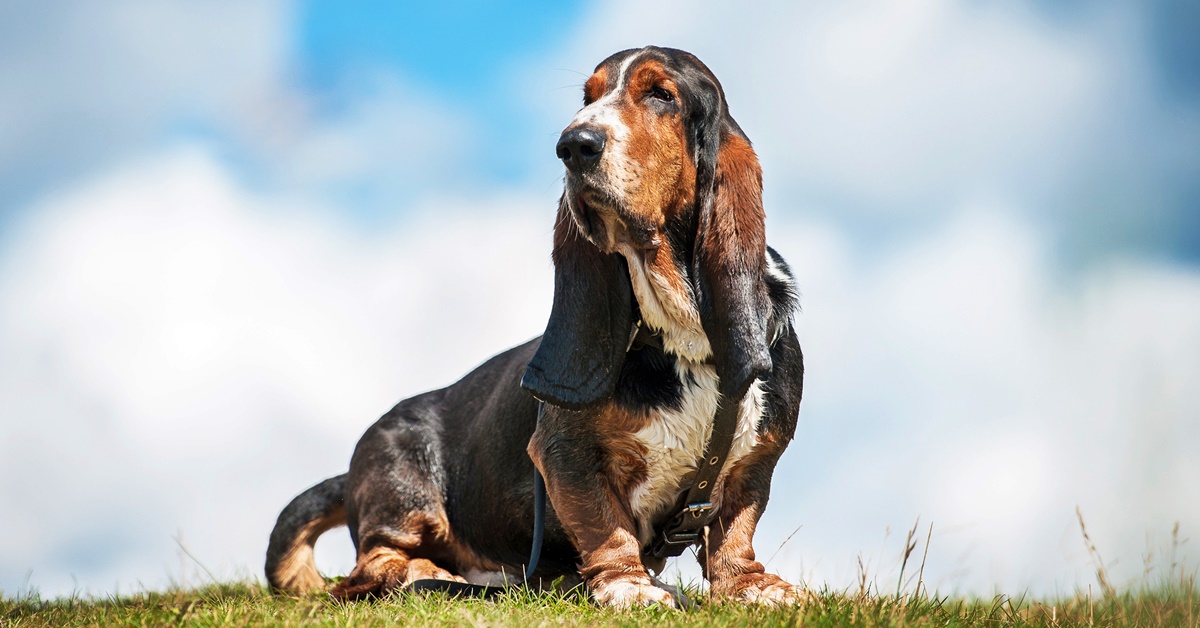 Beagle e Basset Hound: tutte le differenze tra questi due cani meravigliosi