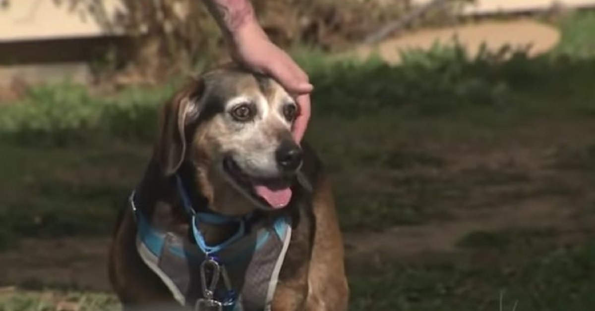 Dopo due anni di smarrimento, il cagnolino Bosco ritrova il suo proprietario (VIDEO)