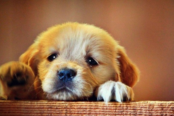 cucciolo di cane tenero