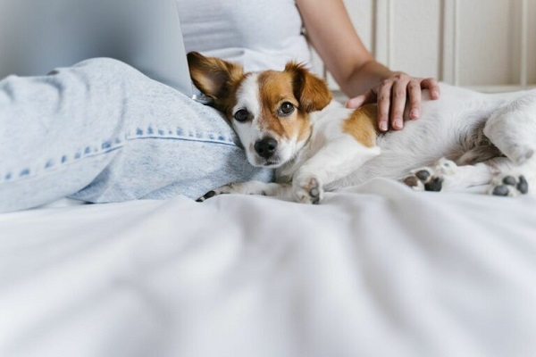 cane coccolato sul letto