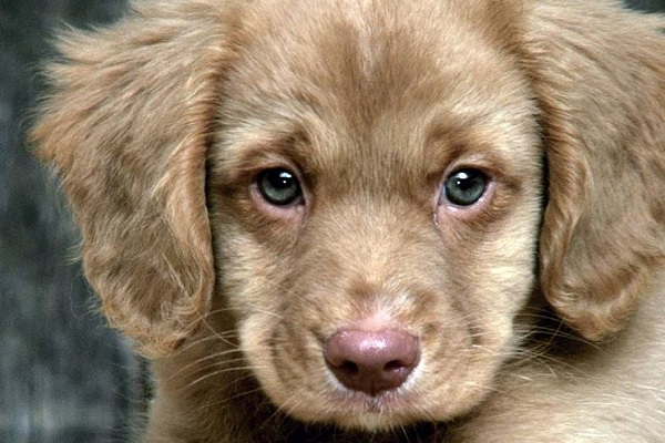 cane con lo sguardo triste