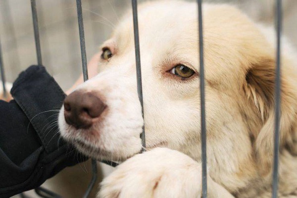 cane dentro un recinto