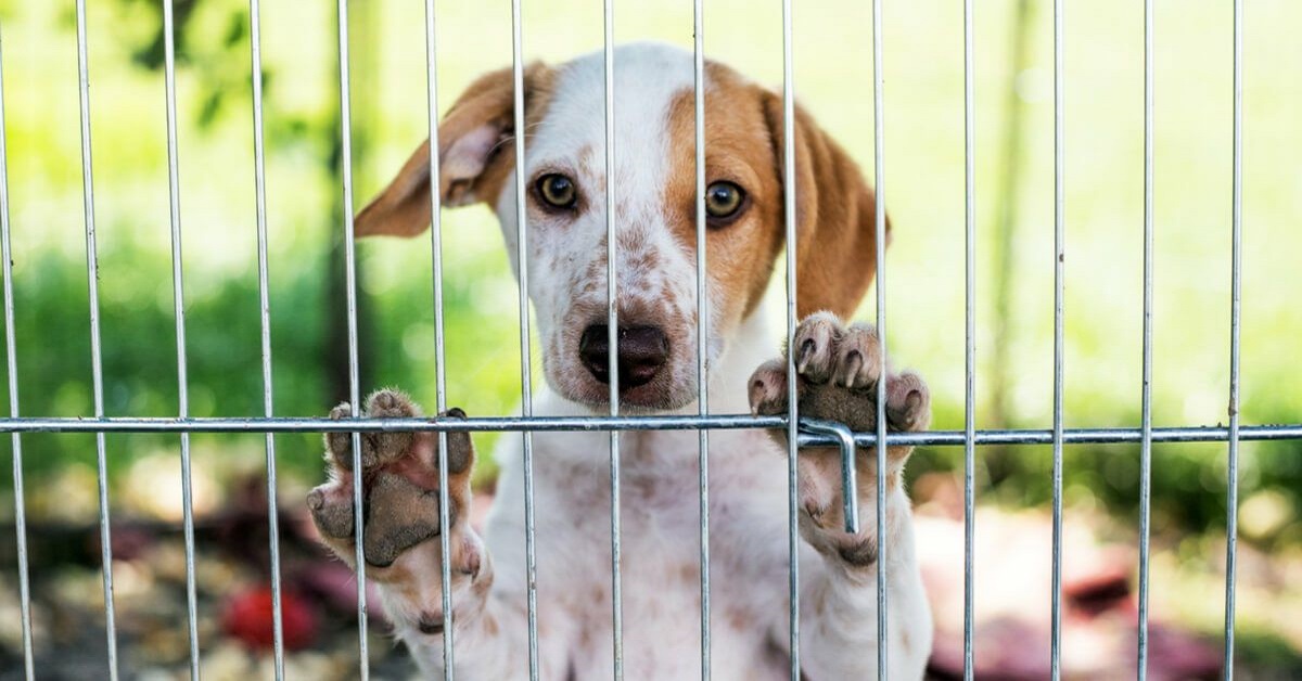 Cani, dove adottarli in Sardegna: piccola guida