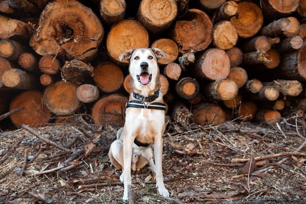 cane in campagna