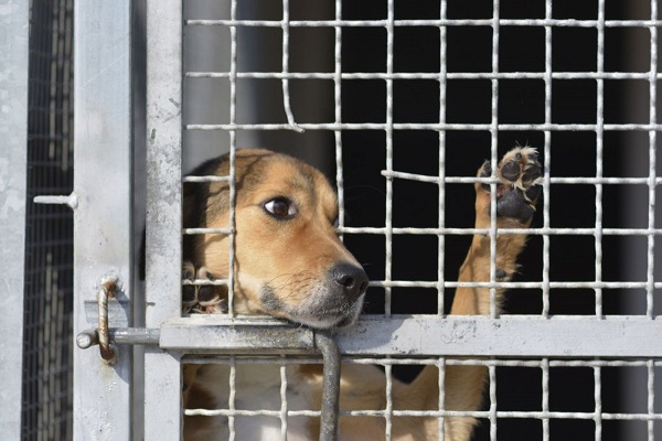 cane guarda fuori dal box