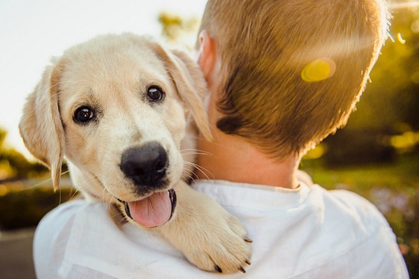 cucciolo di cane in braccio