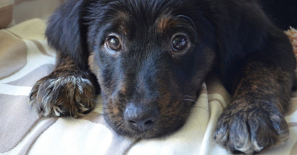 Cani, dove adottarli in Trentino Alto Adige: piccola guida