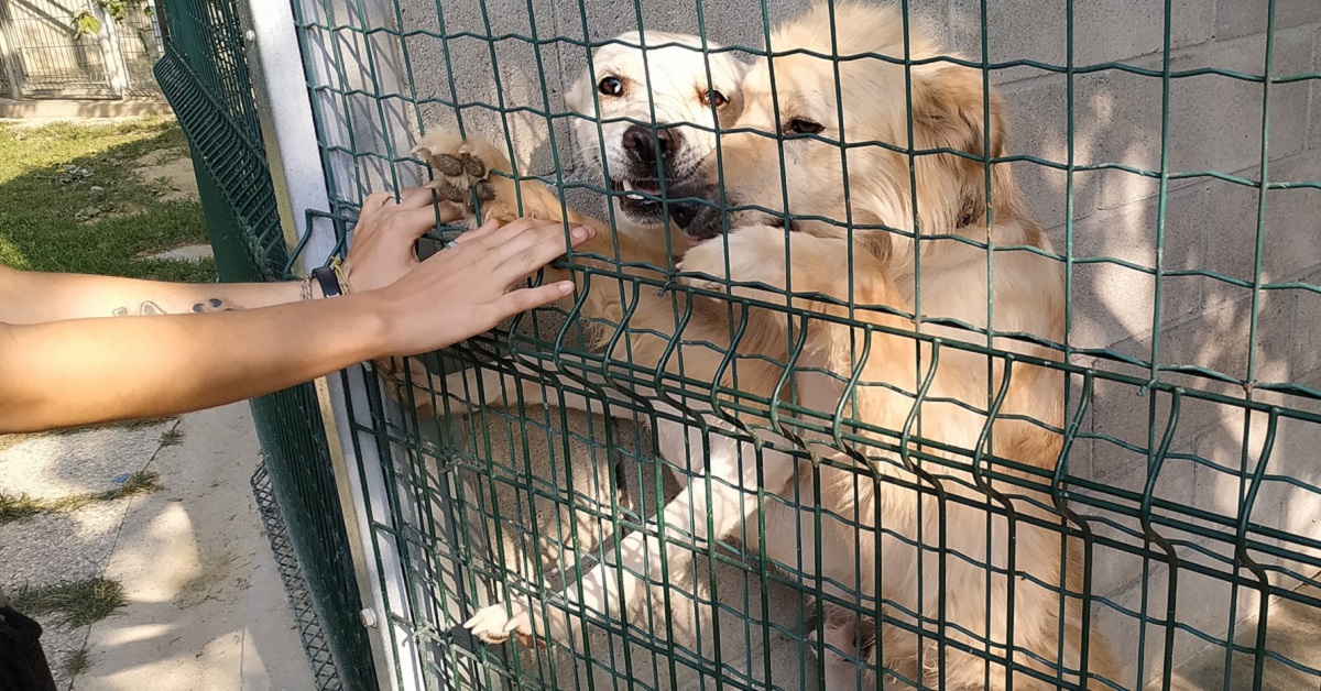 Cani, dove adottarli nelle Marche: piccola guida