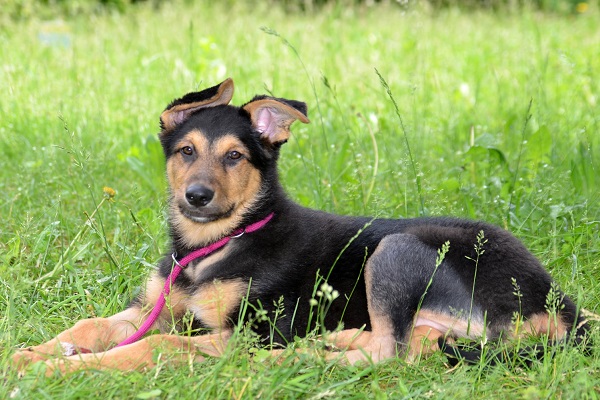 cane su prato