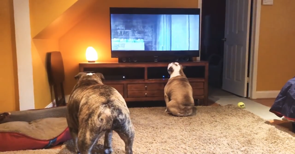 Due Bulldog guardano con molta attenzione un film horror (VIDEO)