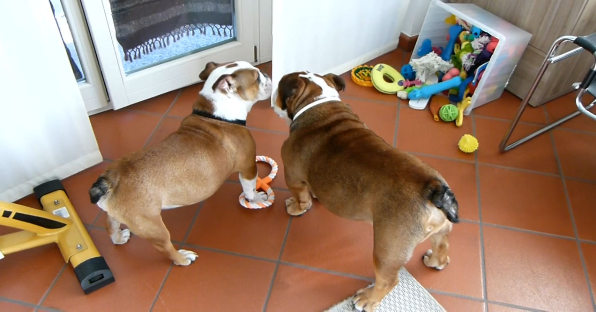 Due Bulldog giocano insieme con i loro giocattoli (VIDEO)