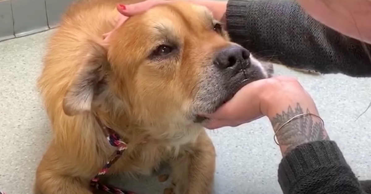 Earl, il cane di 13 anni adottato giusto in tempo (VIDEO)