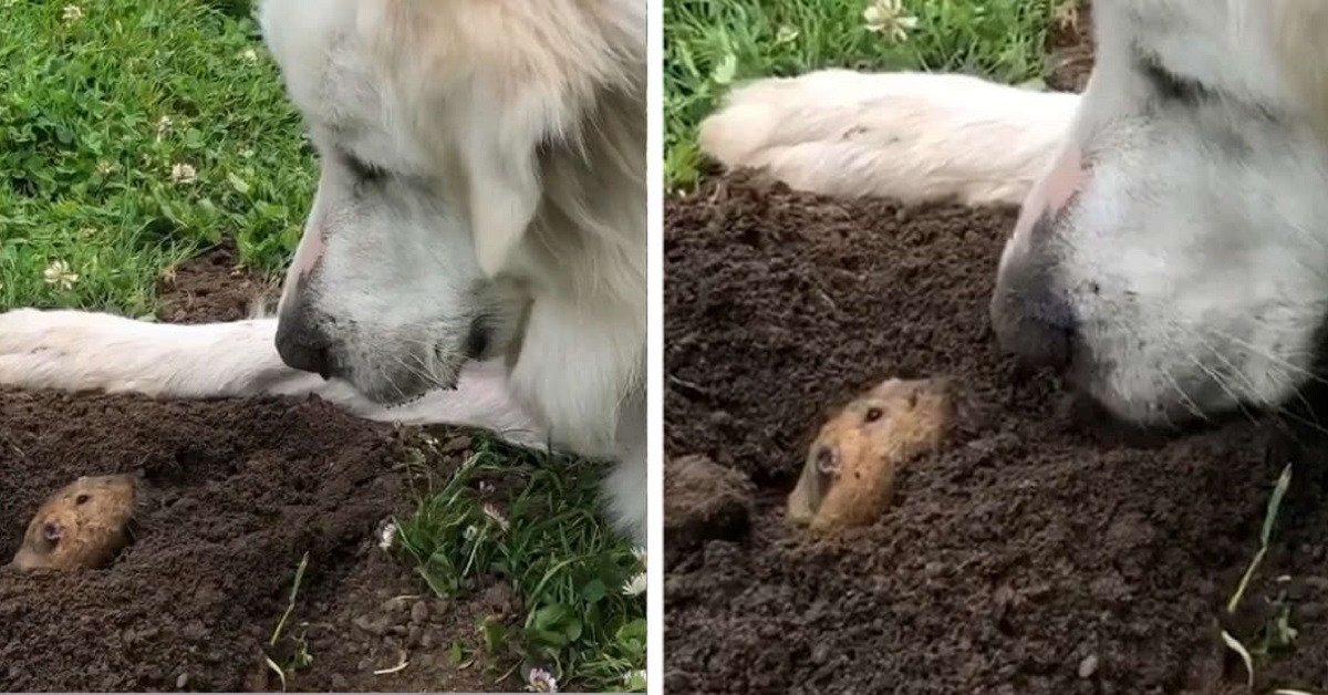 Fiona, il cane che ha stretto amicizia con una simpatica talpa (VIDEO)