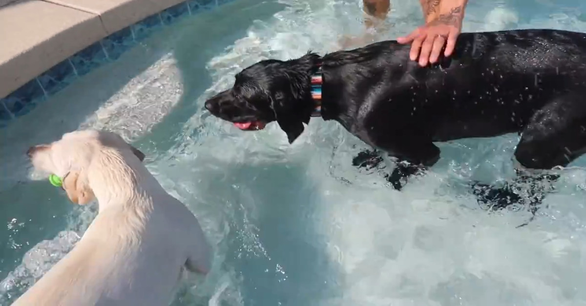 Due bellissimi fratelli Labrador nuotano insieme (VIDEO)