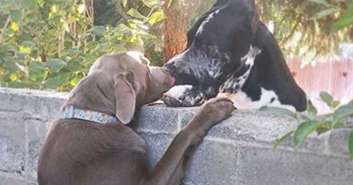 Giuseppe, il labrador che usa lo sgabello per vedere i suoi amici (FOTO)