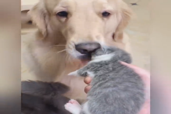 Un Golden Retriever Conosce Cuccioli Di Gatto Appena Nati Video