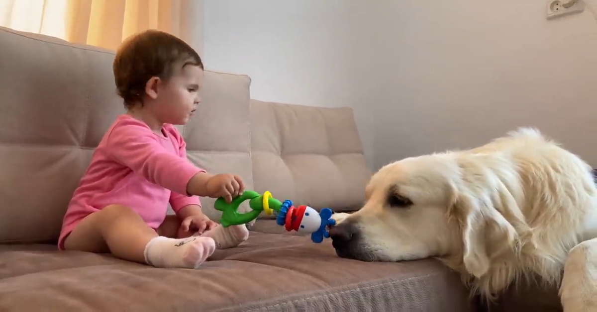 Un golden retriever è innamorato della sorellina umana (VIDEO)
