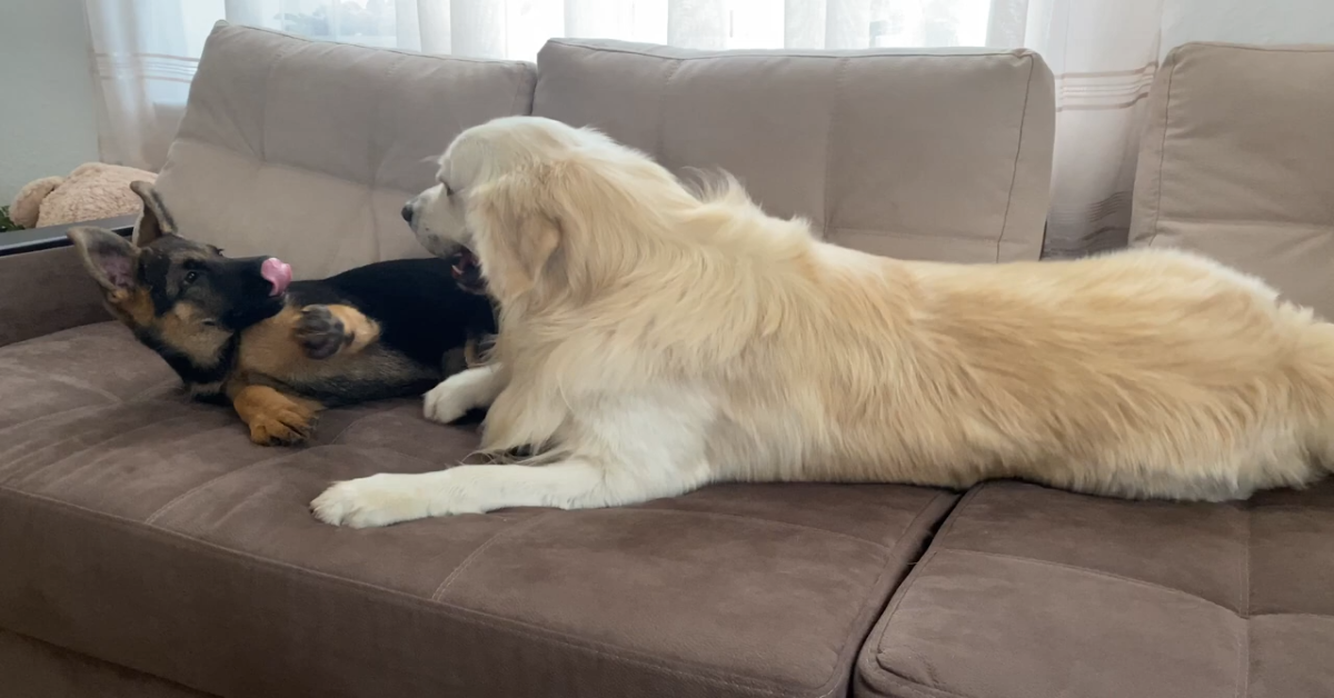 Golden retriever e Pastore tedesco sono migliori amici (VIDEO)