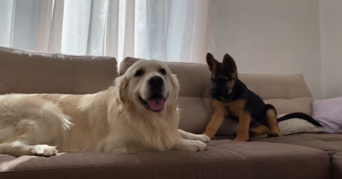 Un golden retriever gioca con un pastore tedesco cucciolo (VIDEO)